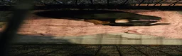 Chiweenie dogs for sale: Chiweenies looking for their forever home - Advert 10