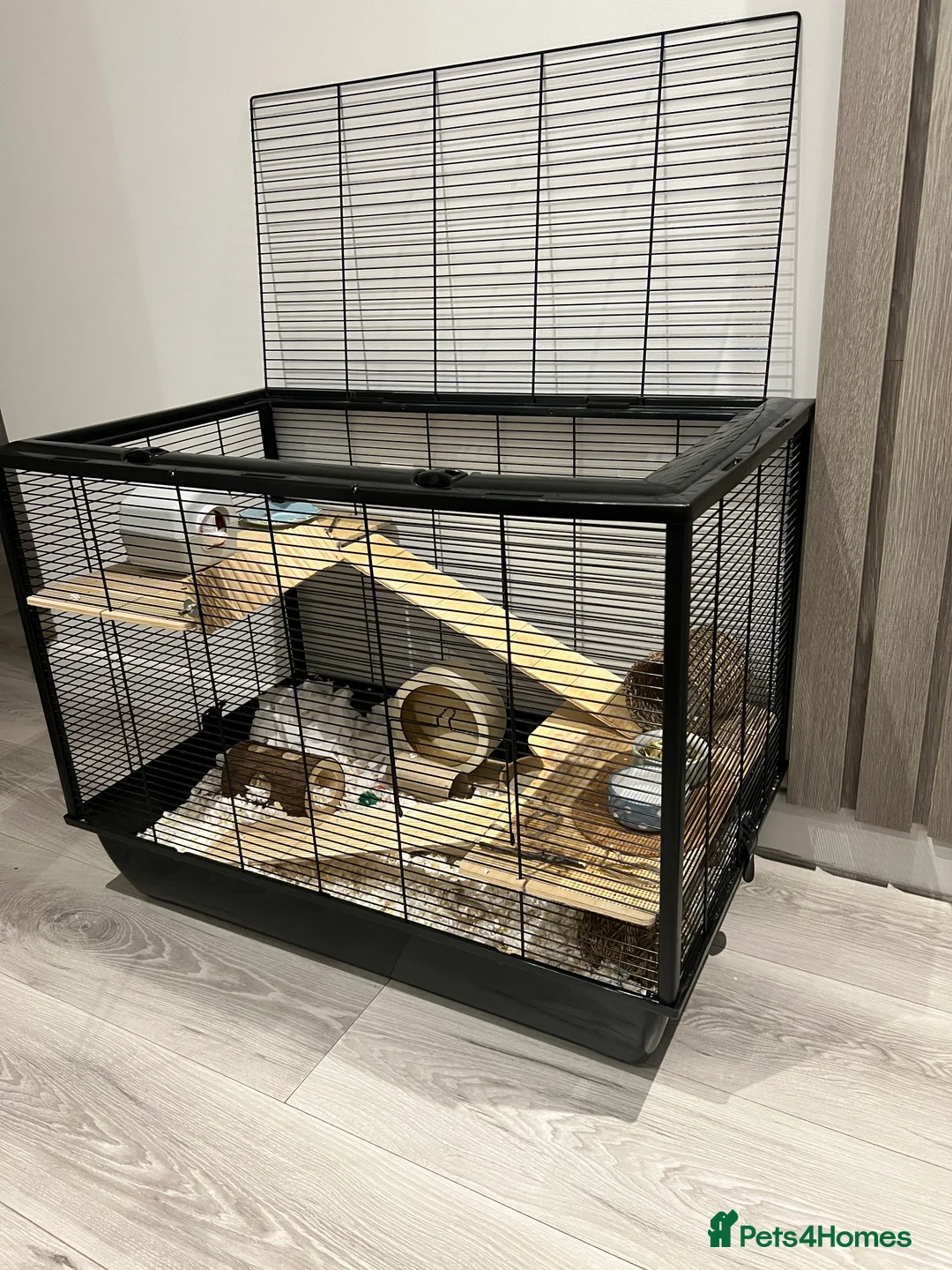 Hamster rodents for sale: Male dwarf hamster roborovski - Advert 4