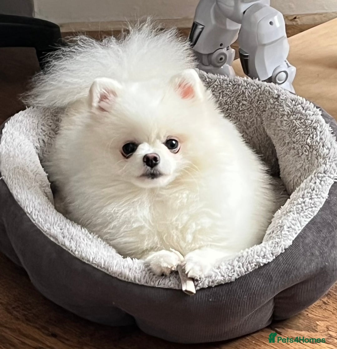 Pomeranian dogs for sale: Stunning Pomeranian Females KC reg. Russian lines - Advert 17
