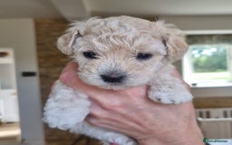 Maltipoo dogs for sale: Rare F2 Toy Maltipoos, DNA Clear + Basic Training - Image 24