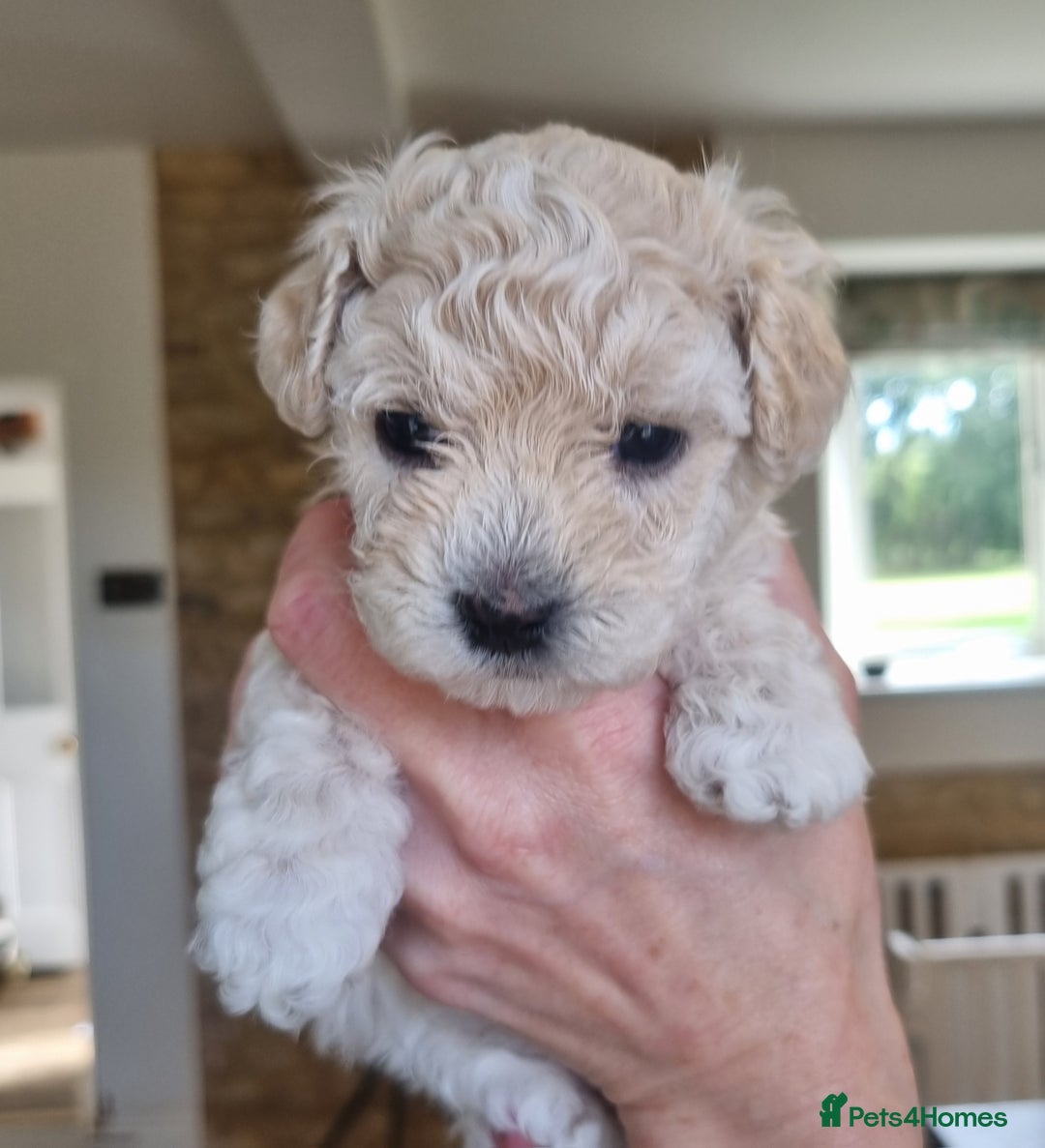 Maltipoo dogs for sale: Rare F2 Toy Maltipoos, DNA Clear + Basic Training - Image 24