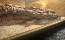 Snake reptiles for sale:  Aesculapian snake - Image 2