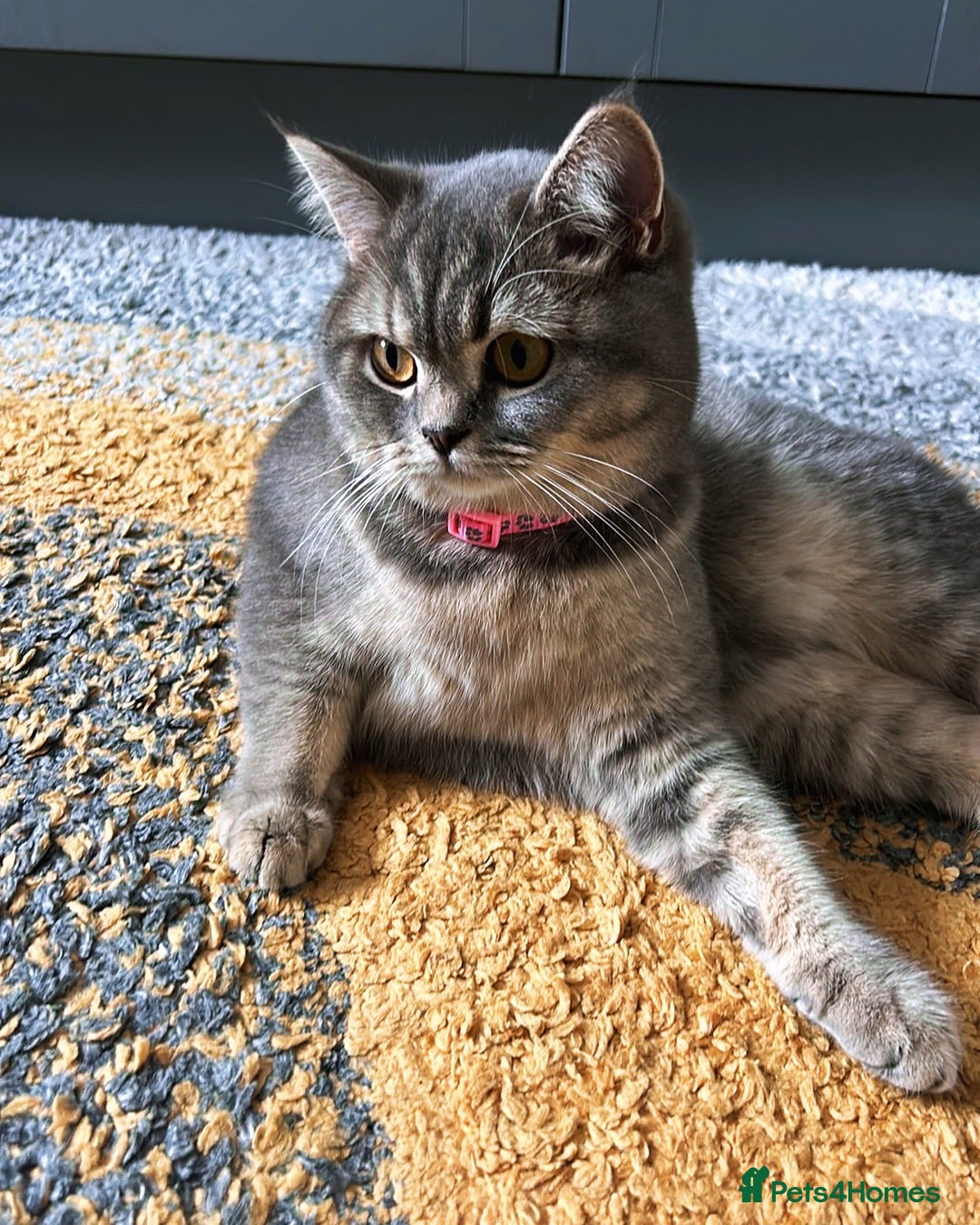 Mixed Breed cats Half British Short hair mixed breed  - Advert 3