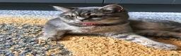 Mixed Breed cats for sale: Half British Short hair mixed breed  - Advert 1