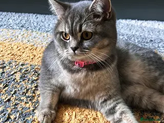 Mixed Breed cats Half British Short hair mixed breed - Advert 6