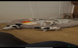 Jack Russell dogs for sale: Traditional short legs jack Russel  - Image 6