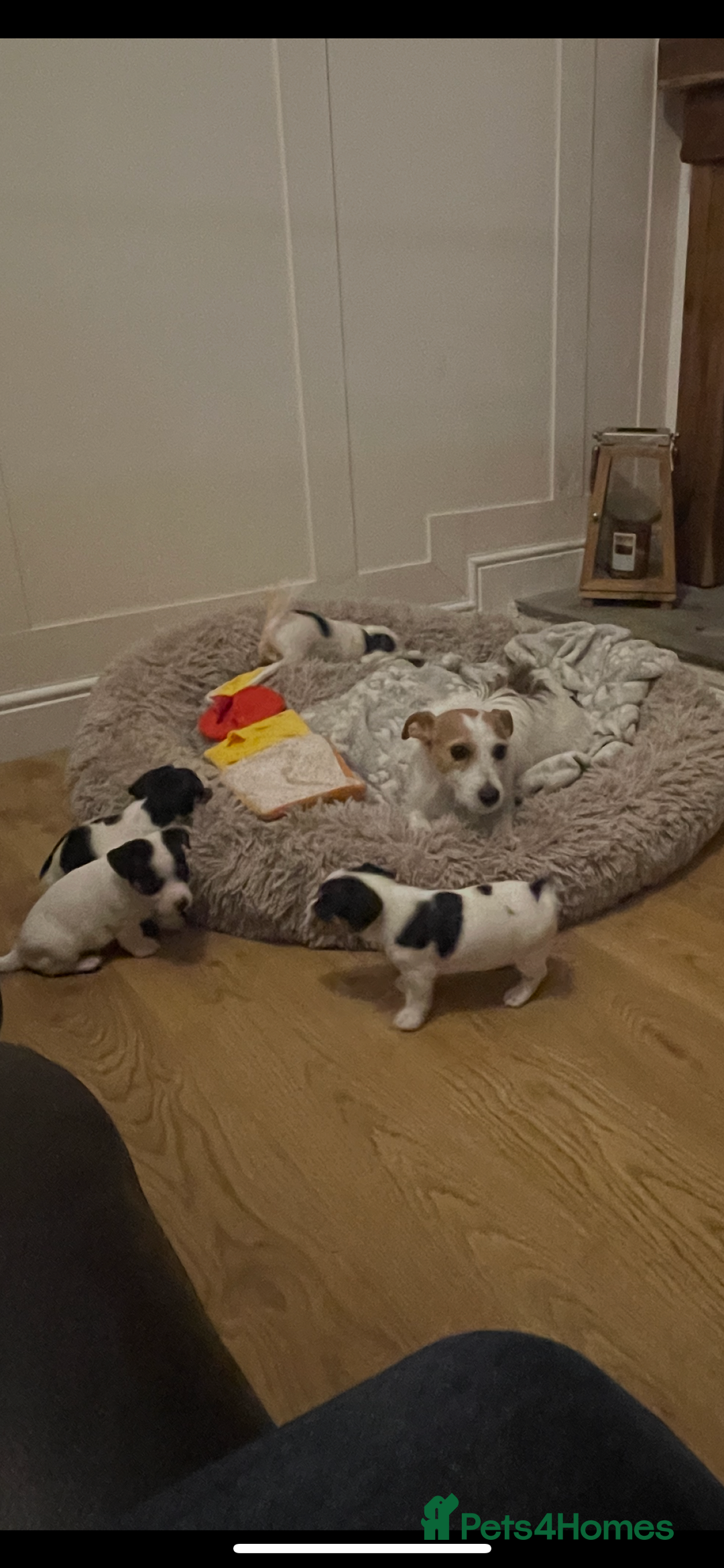 Jack Russell dogs for sale: Traditional short legs jack Russel  - Image 6