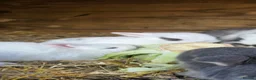Mini Lop rabbits for sale: Baby mini lops / lion lops in Nottingham - Advert 6