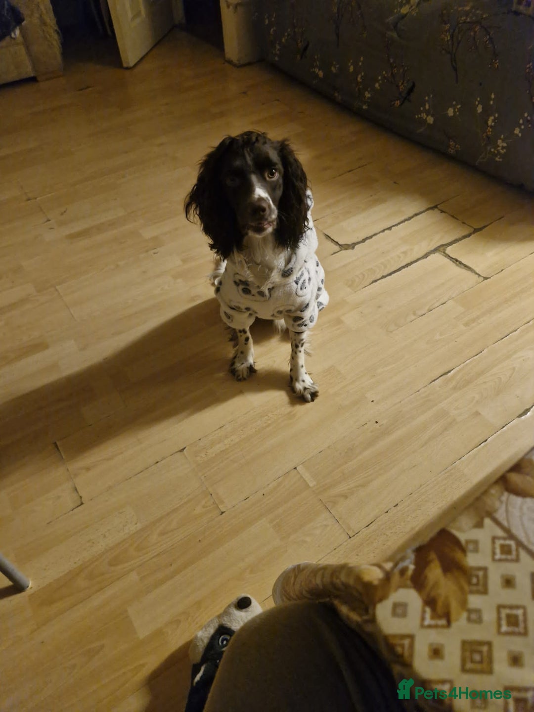 English Springer Spaniel dogs for sale: English springer spaniel male  - Advert 2