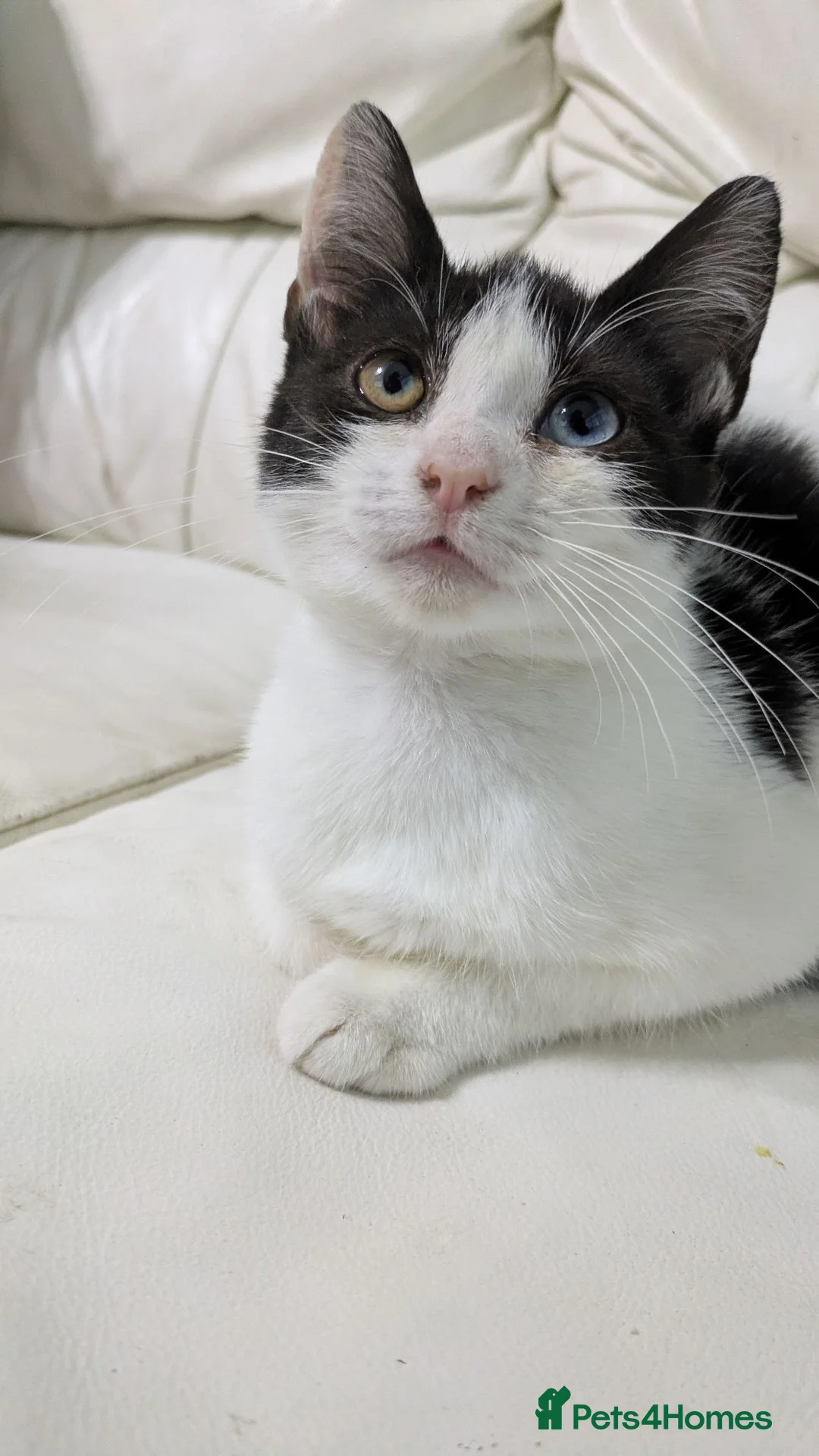 Mixed Breed cats for sale: Female kitten - Advert 2