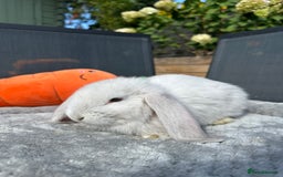 French Lop rabbits for sale: 🤍Pure Bred Giant French Lop Babies🤍 - Image 9