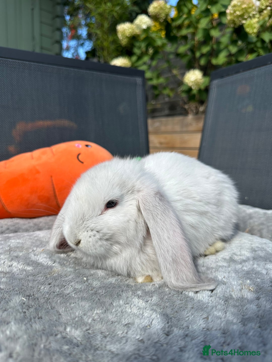 French Lop rabbits for sale: 🤍Pure Bred Giant French Lop Babies🤍 - Image 9
