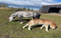 Welsh Section A horses for sale: Tame Gelding etm 11.2hh Kids Lead Rein Riding Pony - Advert 4