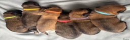 Belgian Shepherd Dog dogs for sale: Exceptional Belgian Malinois Puppies in Denbigh - Advert 32