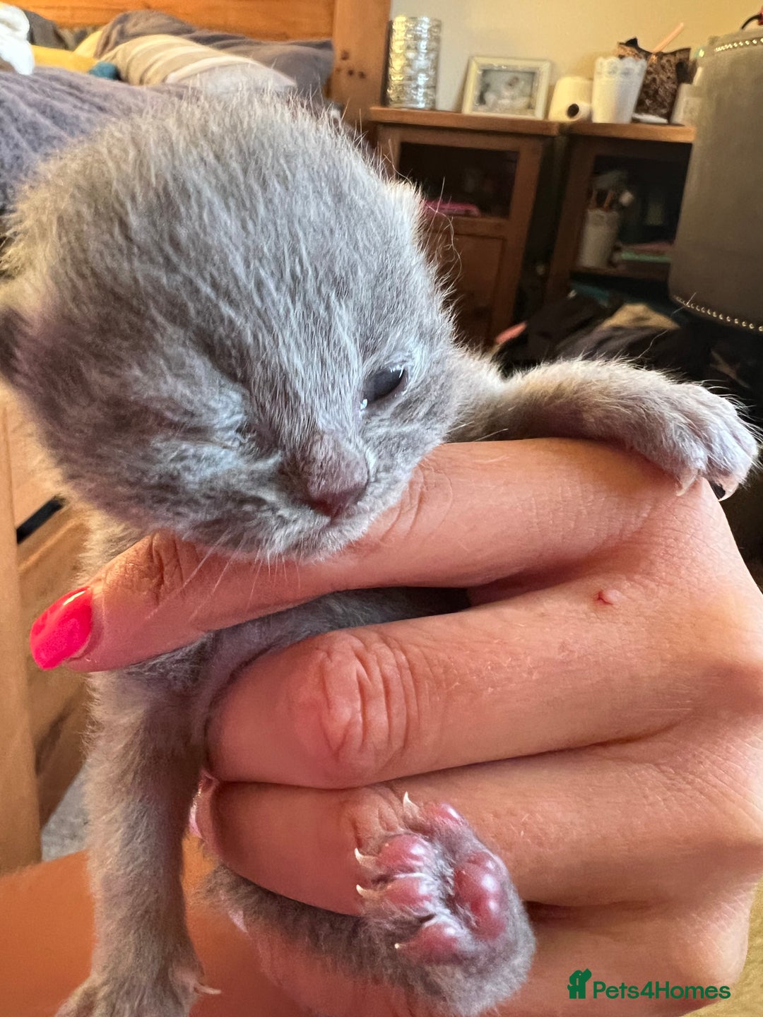 British Shorthair cats for sale: 5 British short hair kittens  - Image 2