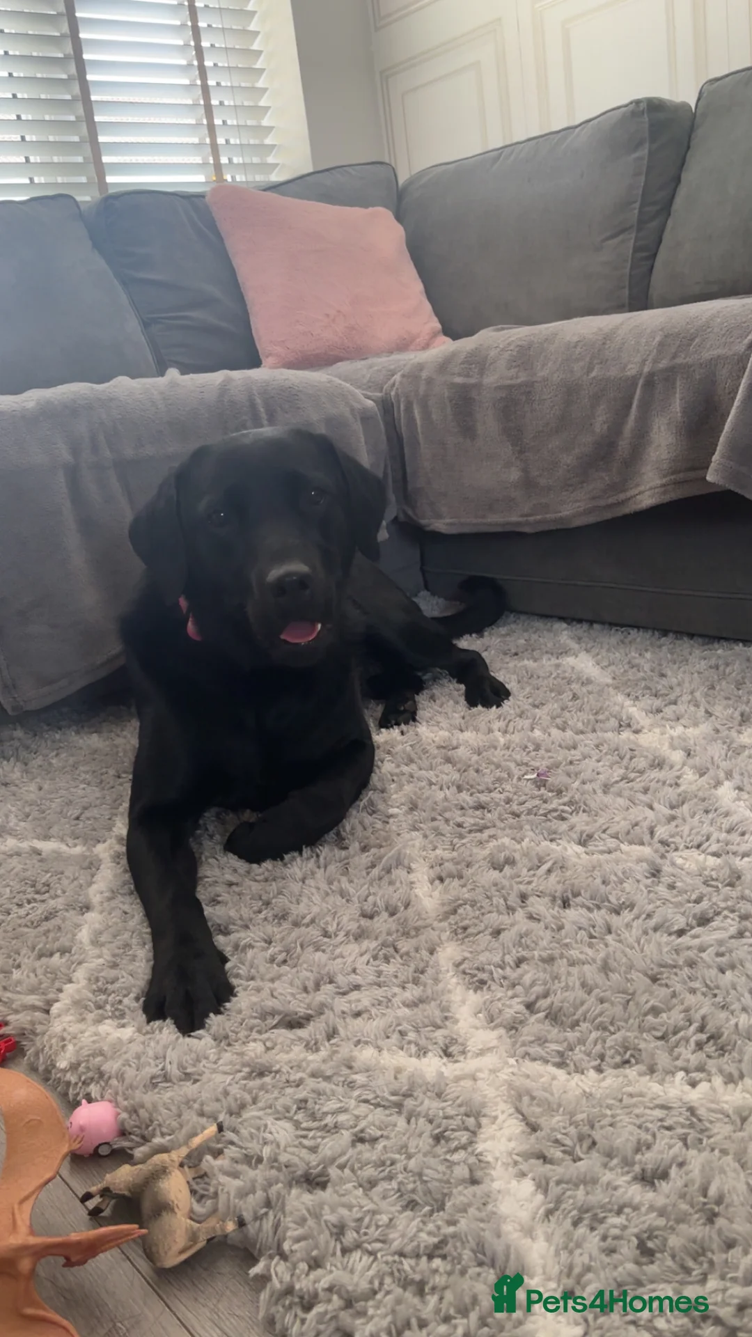Labrador Retriever dogs for sale: Beautiful black Labrador - 2 years old  - Advert 5