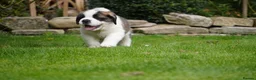 Saint Bernard dogs for sale: Outstanding St Bernard puppies for sale  - Advert 15