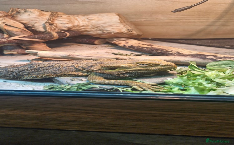 Bearded Dragon reptiles - Advert 8