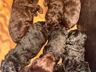 Mixed Breed dogs Fantastic Floodles! Fun, loyal and loving dogs - Advert 17