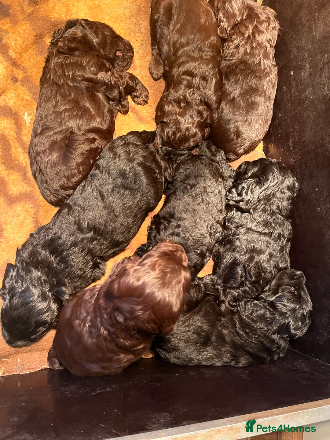 Mixed Breed dogs for sale: Fantastic Floodles! Fun, loyal and loving dogs  - Advert 2