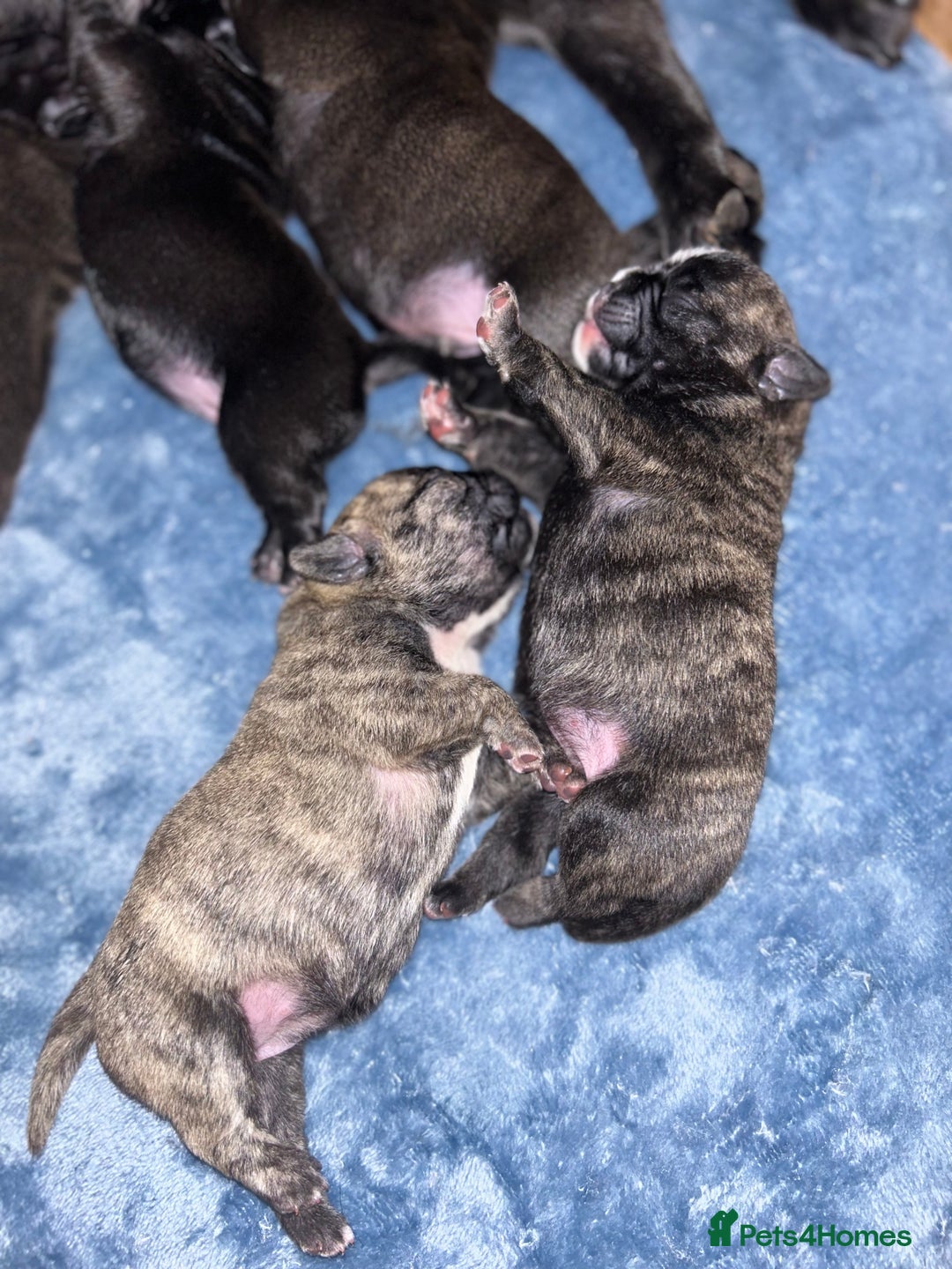 Frug dogs for sale: Frug puppies  - Advert 32
