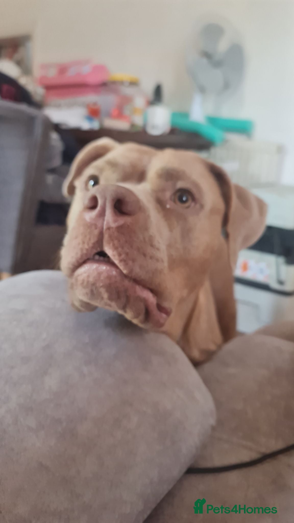 Mixed Breed dogs Staffy/mastiff mix - Advert 1