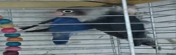 Lovebirds birds for sale: Lovebirds dna'd fischers lovebirds  - Advert 14