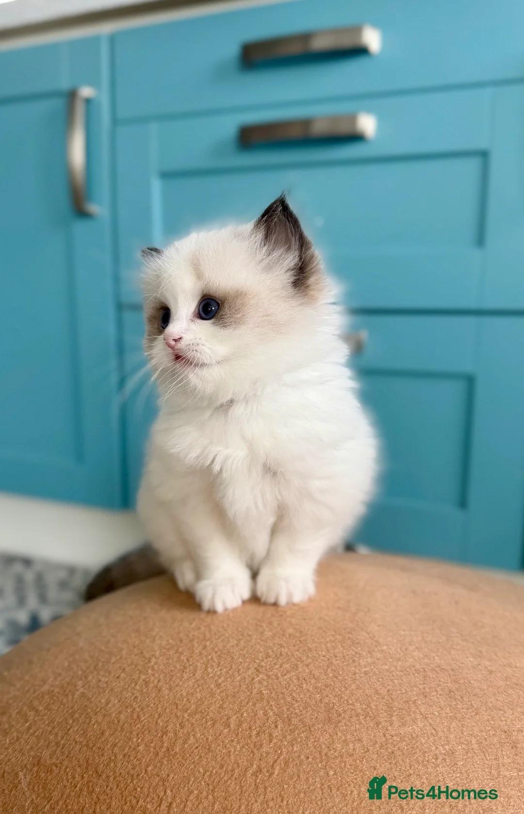 Ragdoll cats for sale: TICA registered kitten and mum - Advert 2
