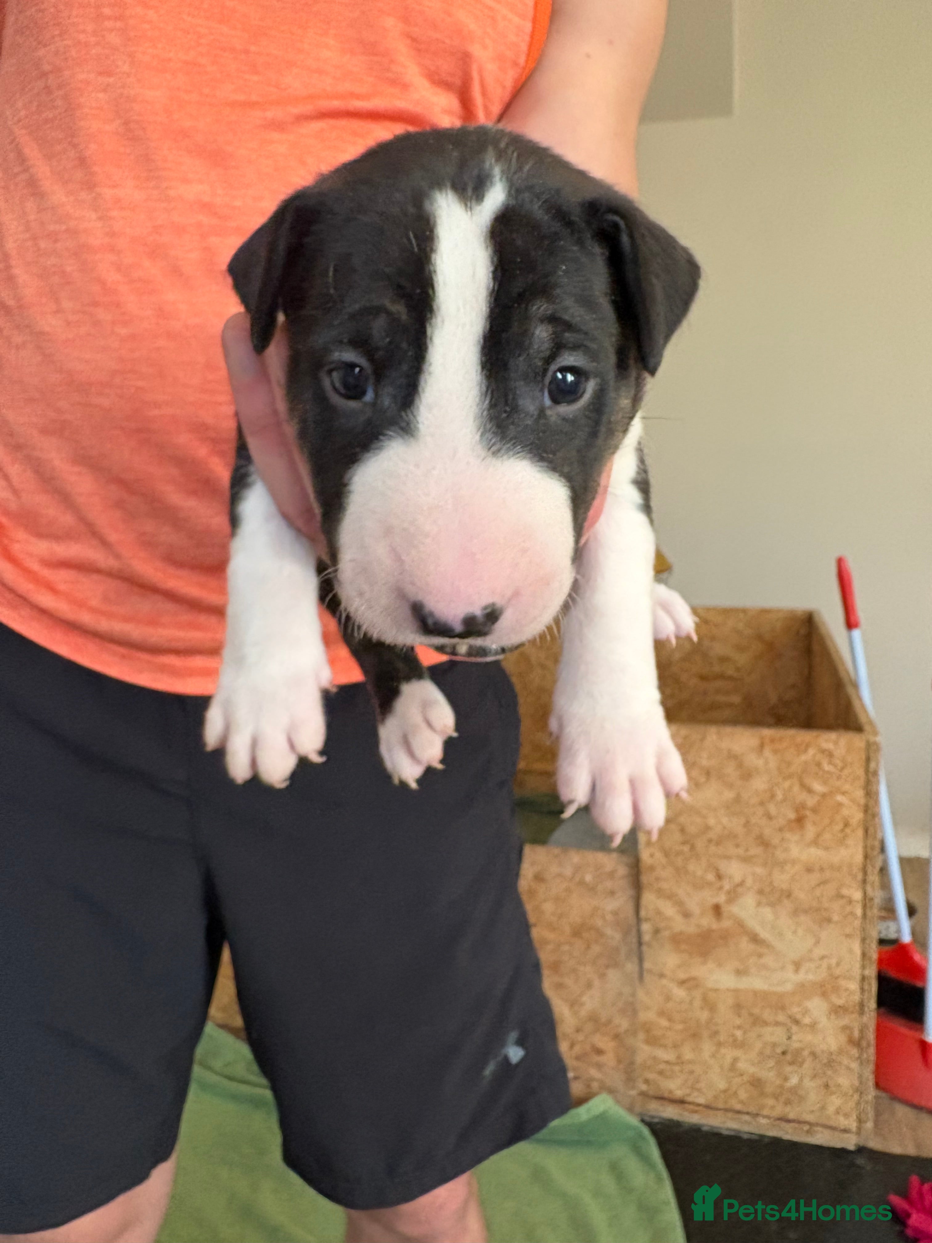 English Bull Terrier dogs KC registered English Bull Terrier Puppies - Advert 3