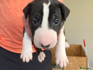 English Bull Terrier dogs KC registered English Bull Terrier Puppies - Advert 3
