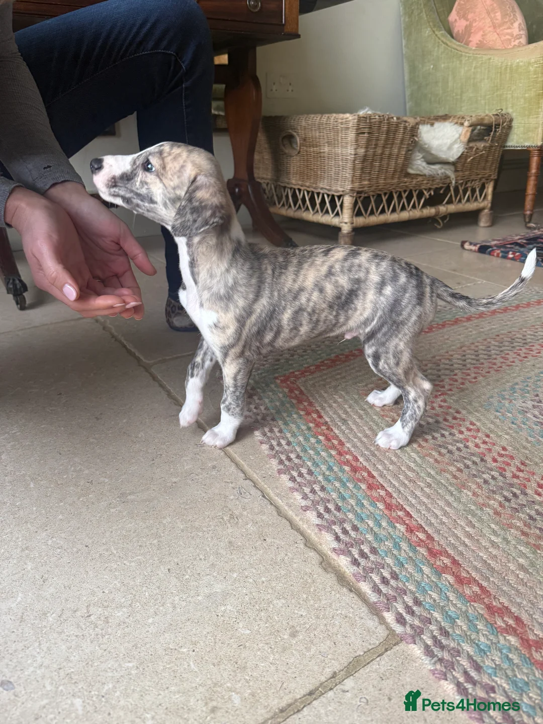 Whippet dogs for sale: Handsome Pedigree Whippet Puppies  - Advert 11