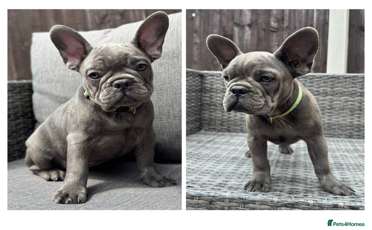 French Bulldog dogs in Walton-on-Thames - Advert 4