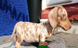 Miniature Dachshund dogs for sale: Fully vac RAINBOW MIX MINI DAXI KC REG PRA CLR - Image 22