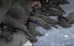 Staffordshire Bull Terrier dogs for sale: Blue Staffordshire bull terrier  - Image 12