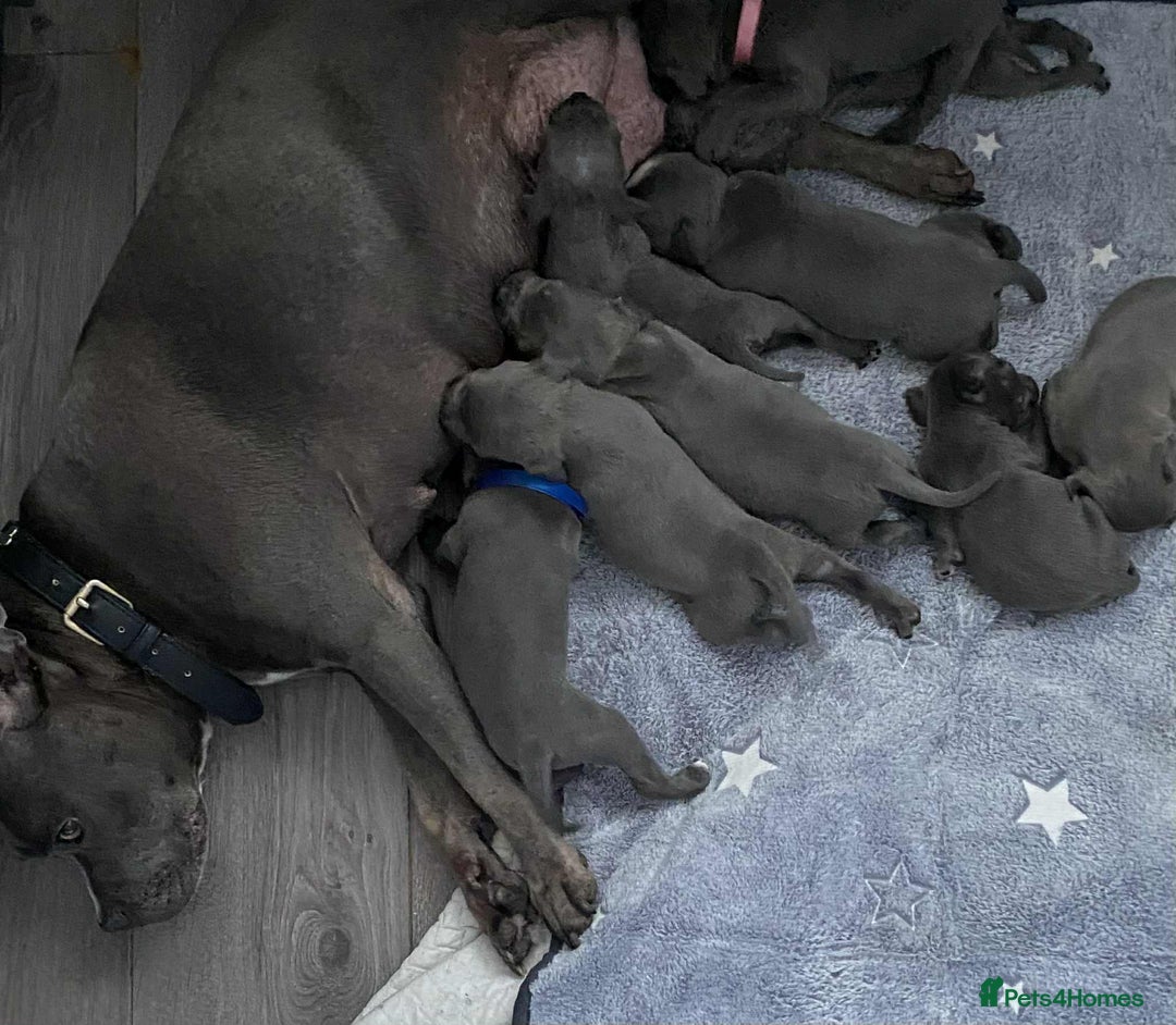 Staffordshire Bull Terrier dogs for sale: Blue Staffordshire bull terrier  - Image 12