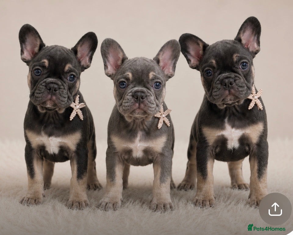 French Bulldog dogs LAST 3 french bulldog puppies - Advert 8