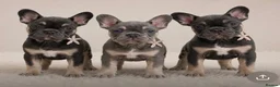 French Bulldog dogs for sale: Ready Now french bulldog puppies - Advert 1
