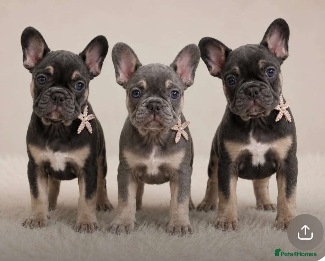 French Bulldog dogs for sale: Ready Now french bulldog puppies - Advert 1