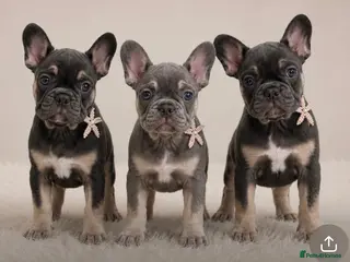 French Bulldog dogs LAST 3 french bulldog puppies - Advert 8