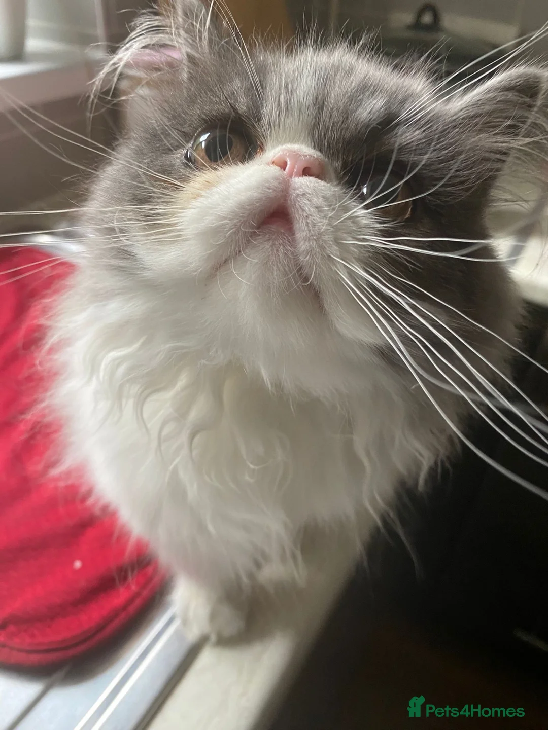 Exotic cats for sale: Exotic Persian male kitten - Advert 5