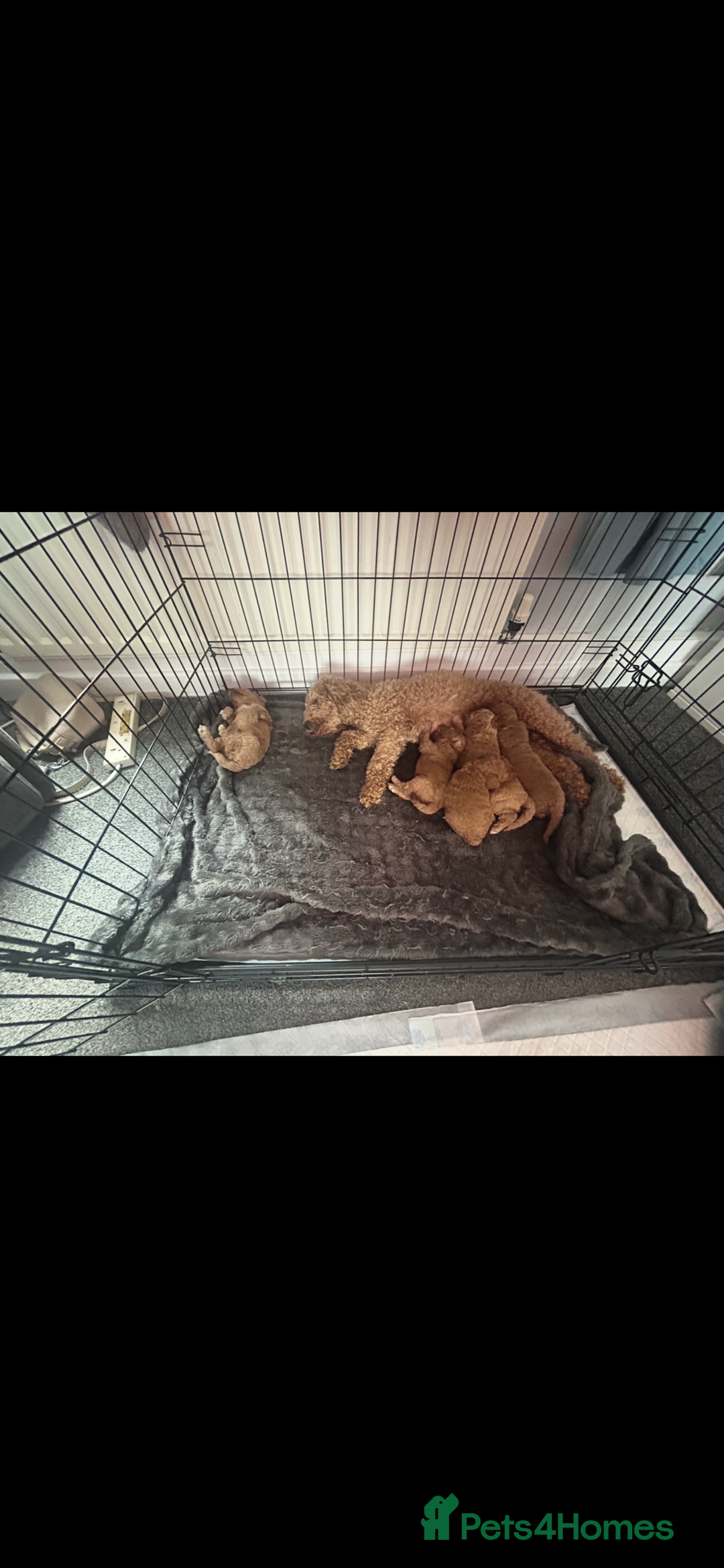 Poochon dogs for sale: Gorgeous litter of F1BB Poochons  - Image 27
