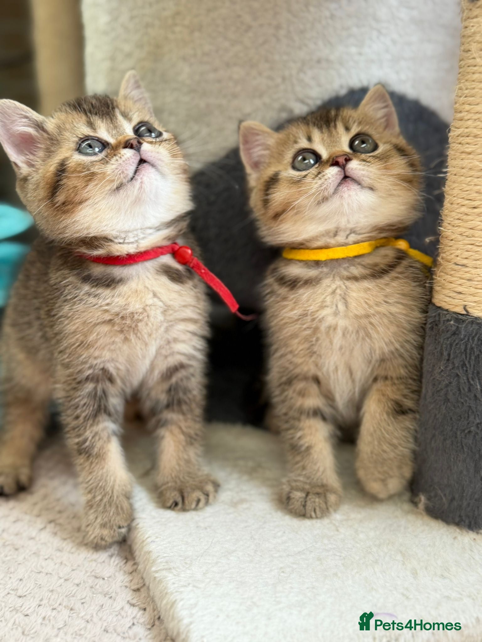 British Shorthair cats ✨5 TICA STUNNING BRITISH SHORTHAIR KITTENS✨ - Advert 6