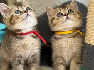 British Shorthair cats ✨5 TICA STUNNING BRITISH SHORTHAIR KITTENS✨ - Advert 11
