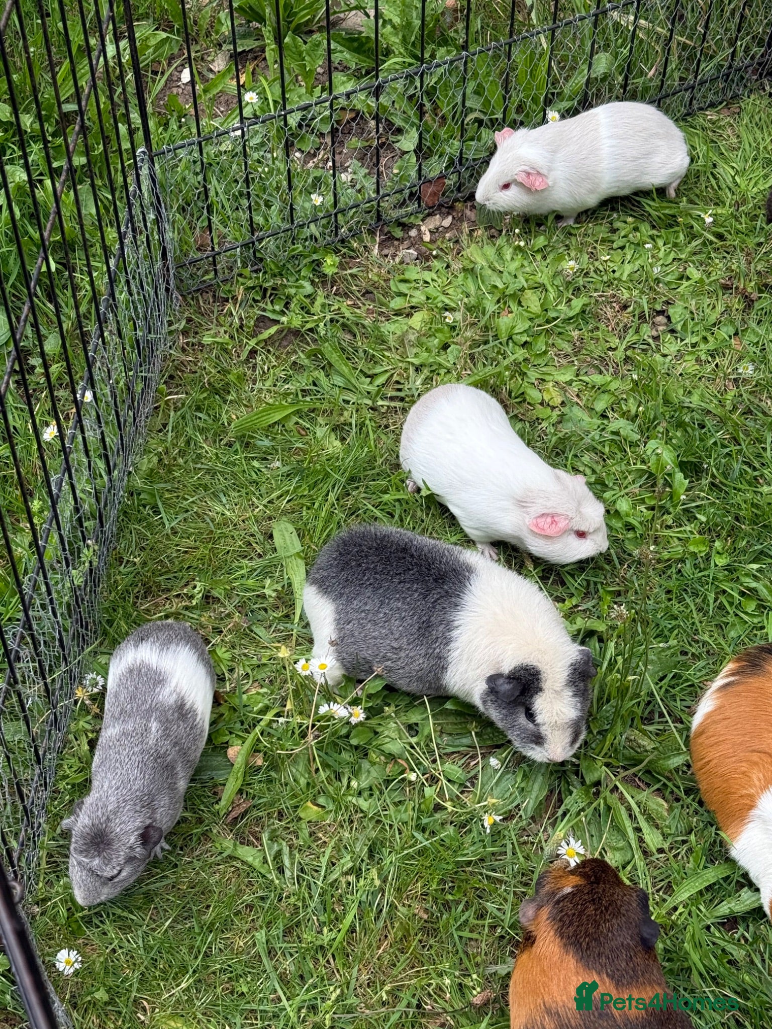 Guinea Pig rodents Baby guinea pigs  - Advert 3