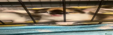 Mixed Breed 5