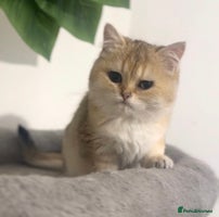 British Shorthair cats - Advert 9