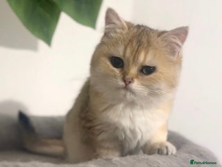 British Shorthair cats - Advert 11