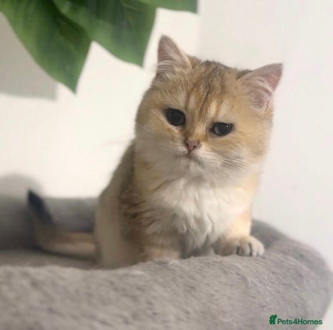 British Shorthair cats - Advert 15