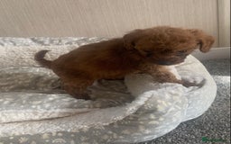 Cockapoo dogs for sale: F1B Red Cockapoo Puppies Available Now - Image 11