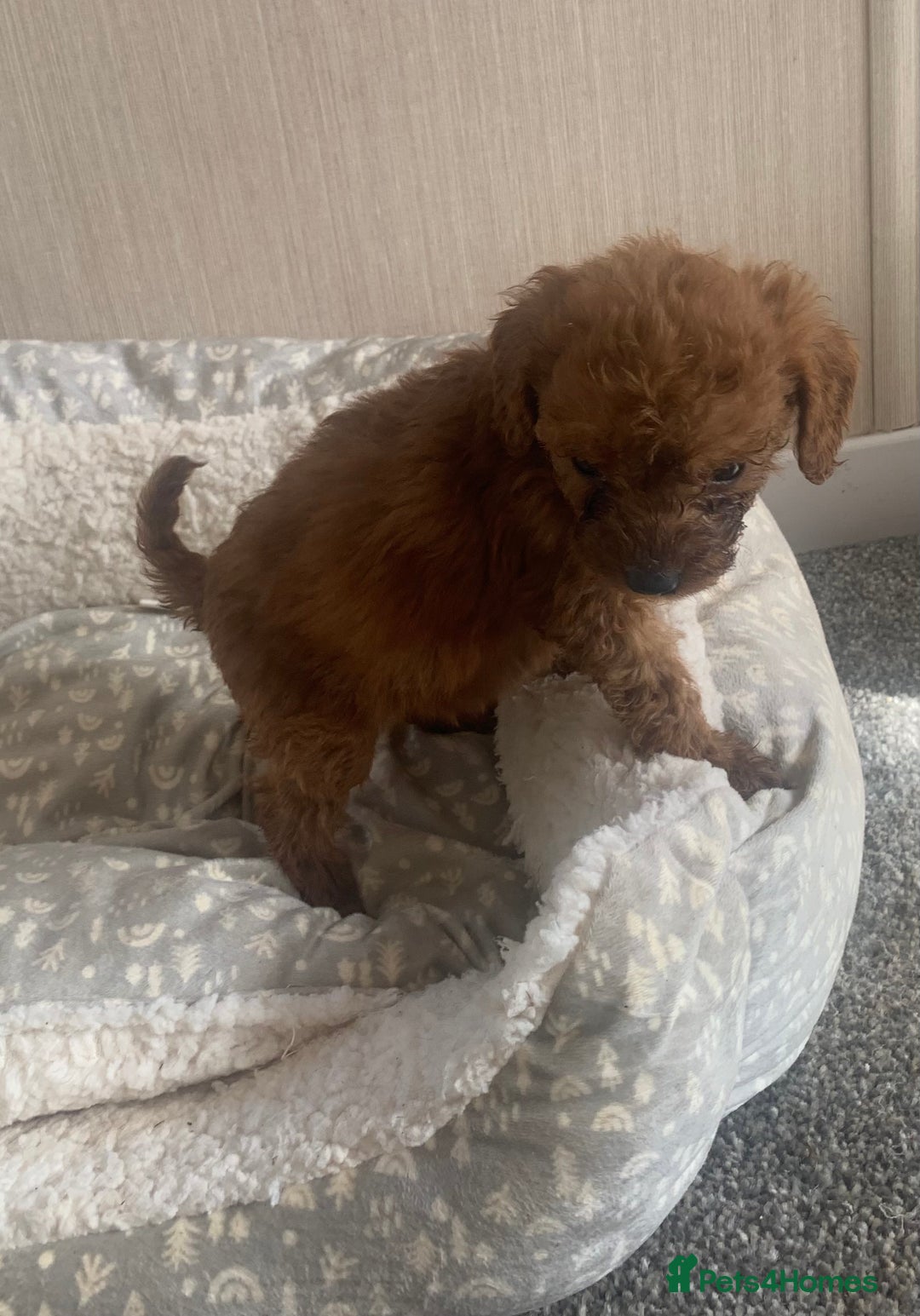 Cockapoo dogs for sale: F1B Red Cockapoo Puppies Available Now - Image 11